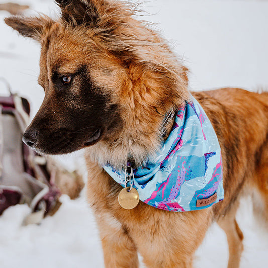 Dog wearing Alpenglow Bandana
