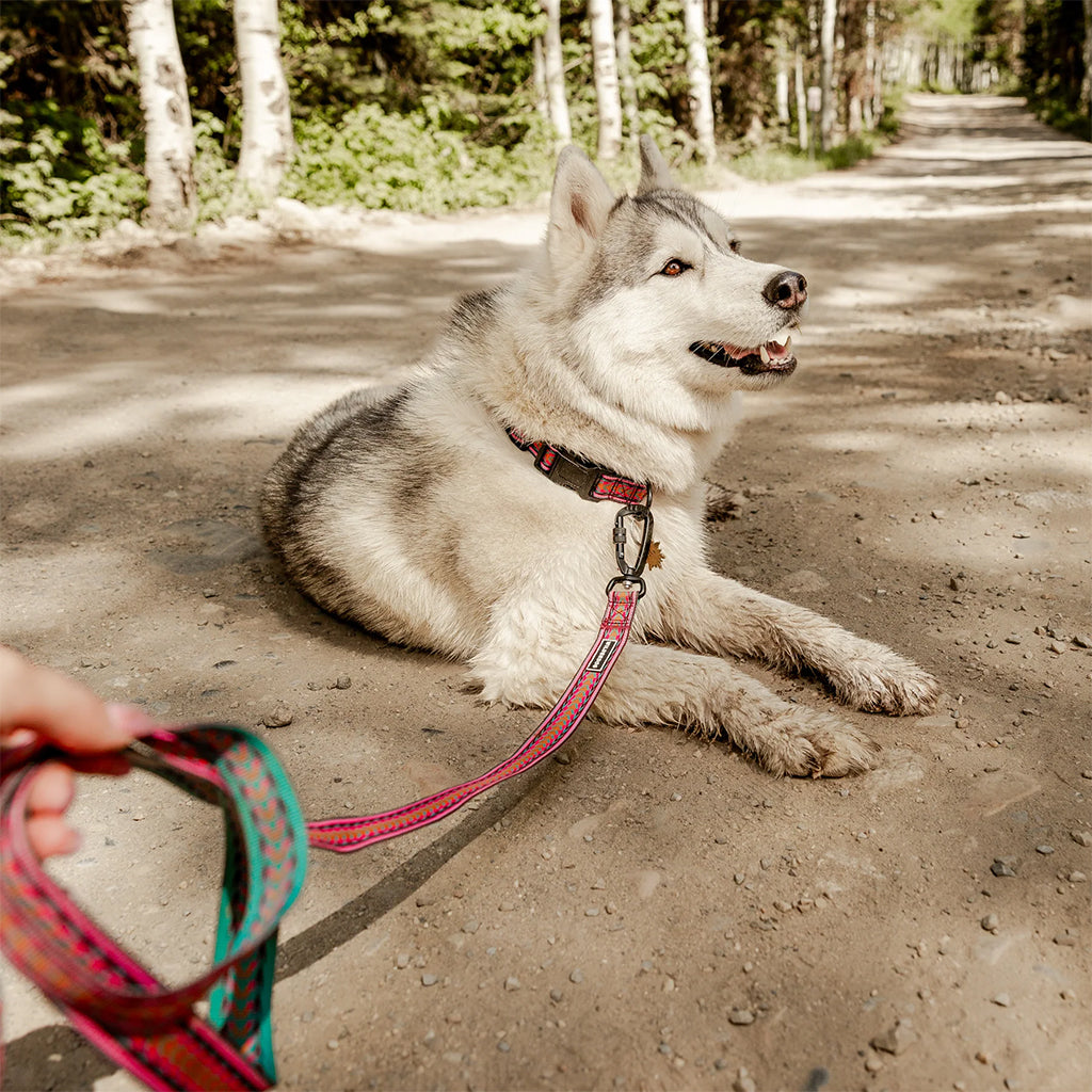 Dog using Daybreak Ultralight Leash
