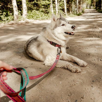 Dog using Daybreak Ultralight Leash