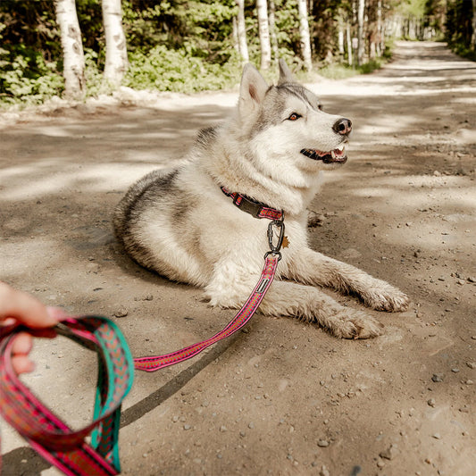 Dog using Daybreak Ultralight Leash