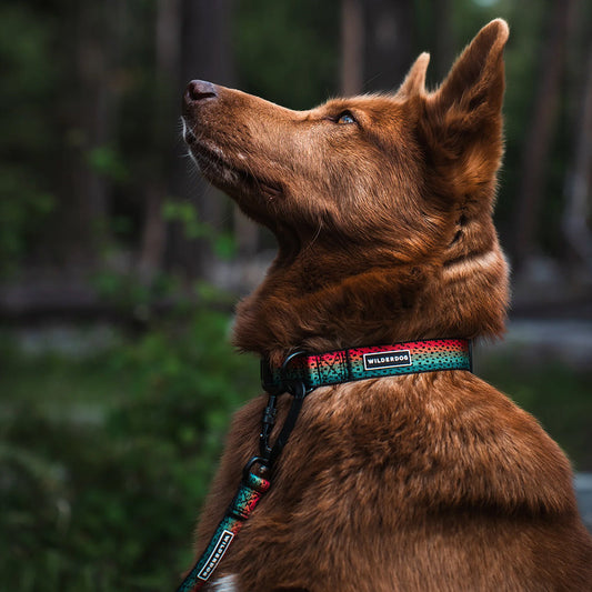 Trout Ultralight Collar
