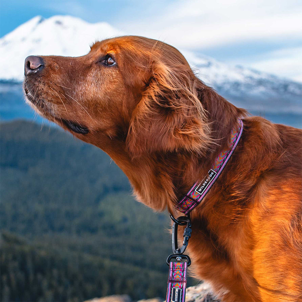Dog wearing Daybreak Ultralight Collar