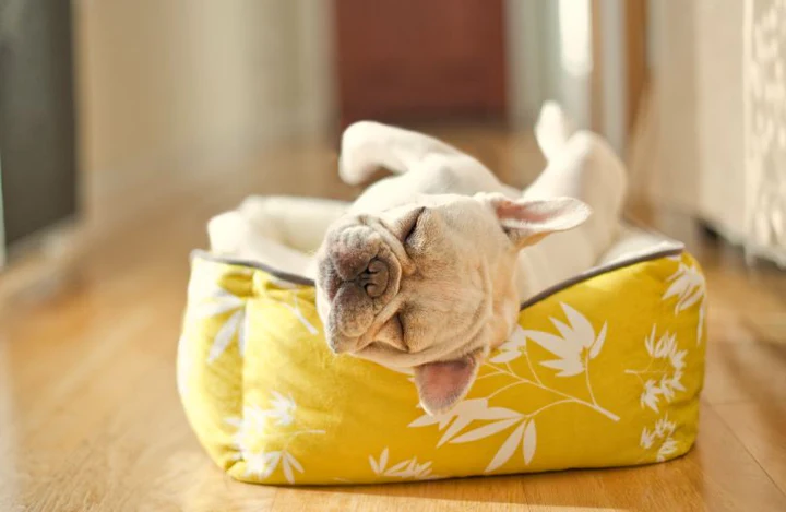 Bamboo Lounge Bed Mustard with dog on it 