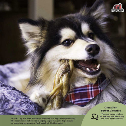 Dog with 6" Thick Braided Bully Stick
