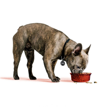 Brindle French bulldog eating dog food from a red bowl on a white background
