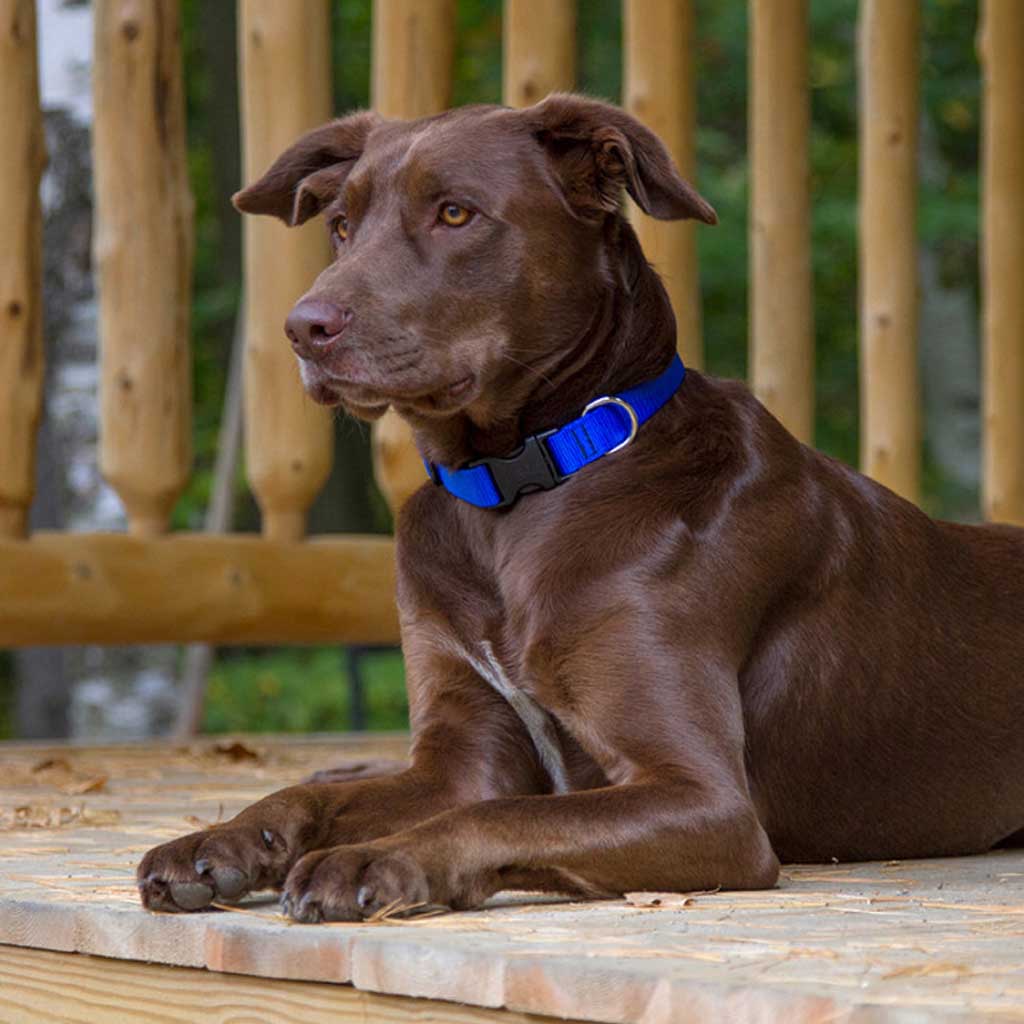 Dog wearing Blue Collar.