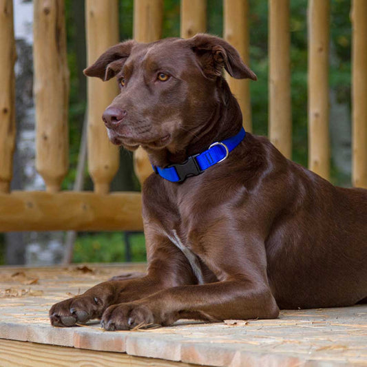 Dog wearing Blue Collar.