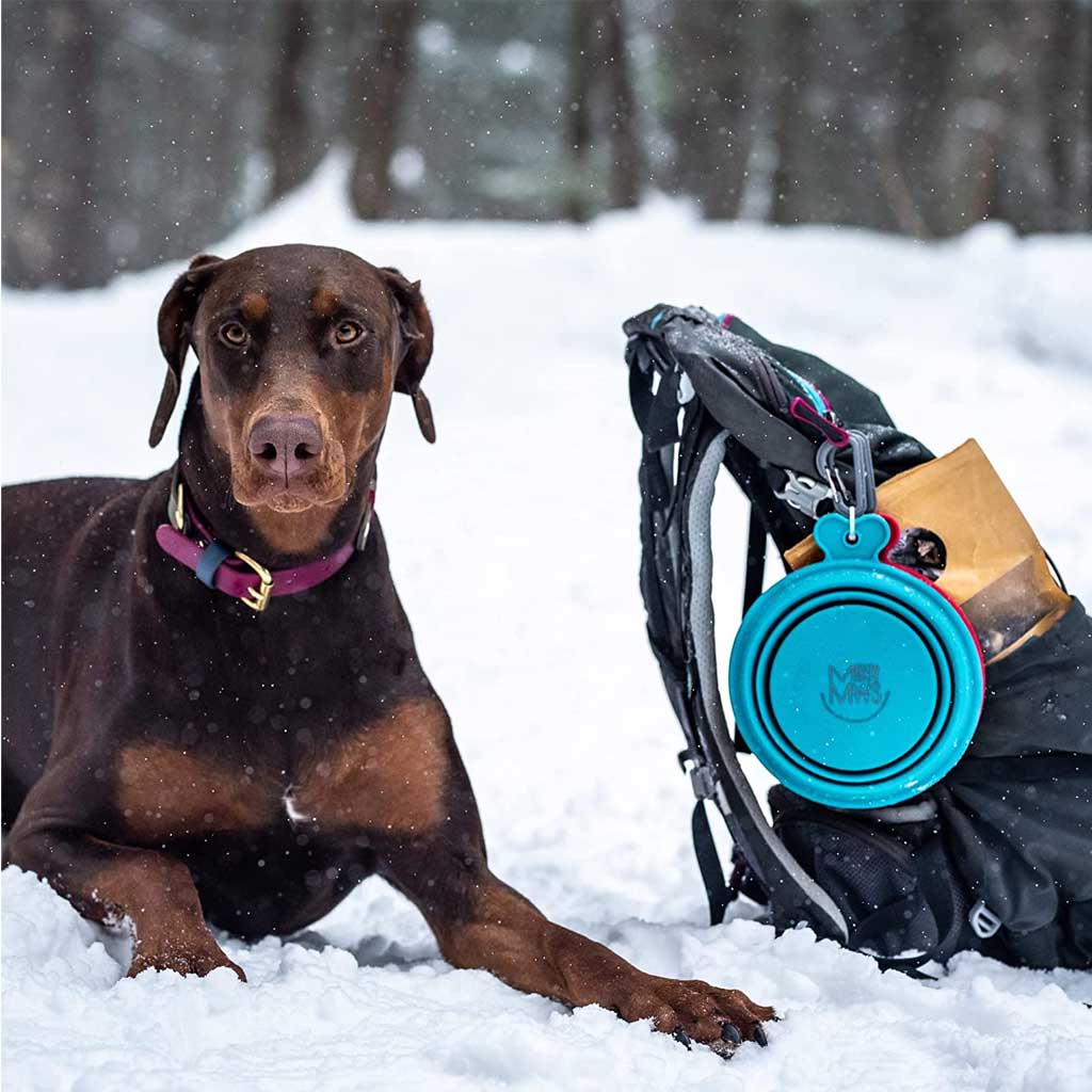 Dog resting in snow beside a backpack with a folded blue Messy Mutts travel bowl clipped to it.