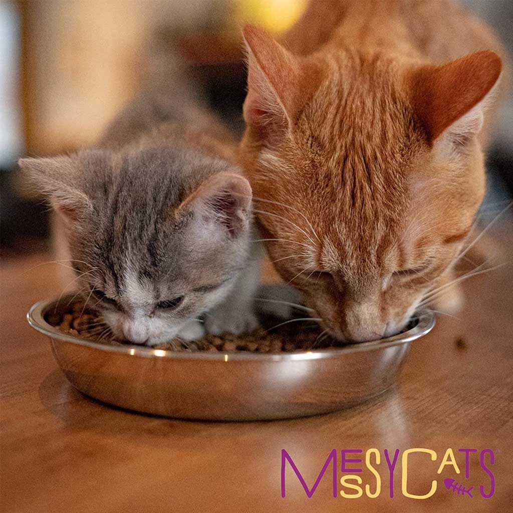 Gray kitten and orange tabby eating kibble from a shallow Messy Cats stainless steel saucer on a wooden surface.