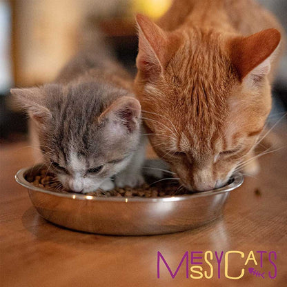 Gray kitten and orange tabby eating kibble from a shallow Messy Cats stainless steel saucer on a wooden surface.