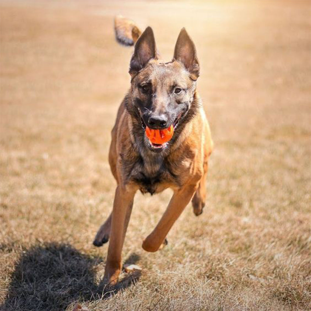 Dog playing with Air Fetch Ball