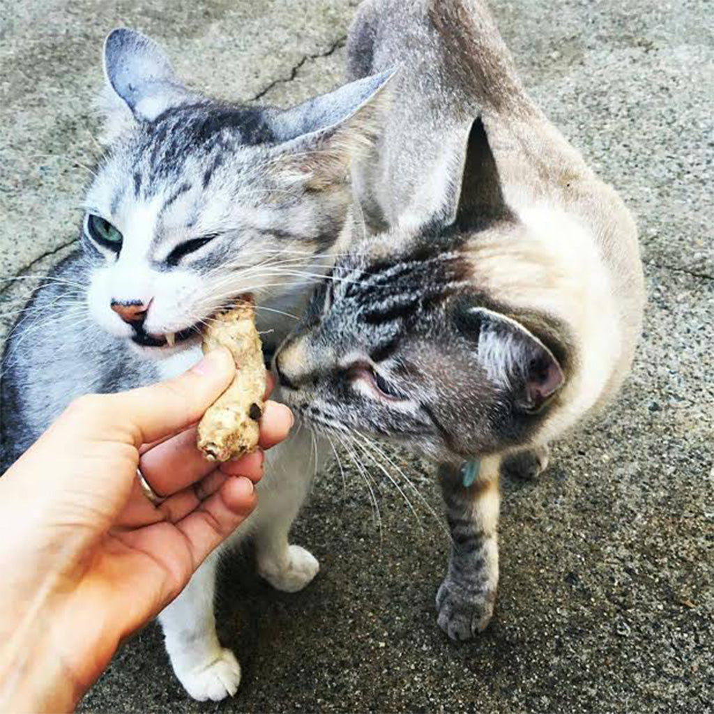 Cats eating Freeze-dried Chicken Neck