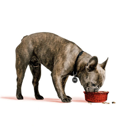 Brindle French bulldog wearing a black collar and eating dog food from a red bowl