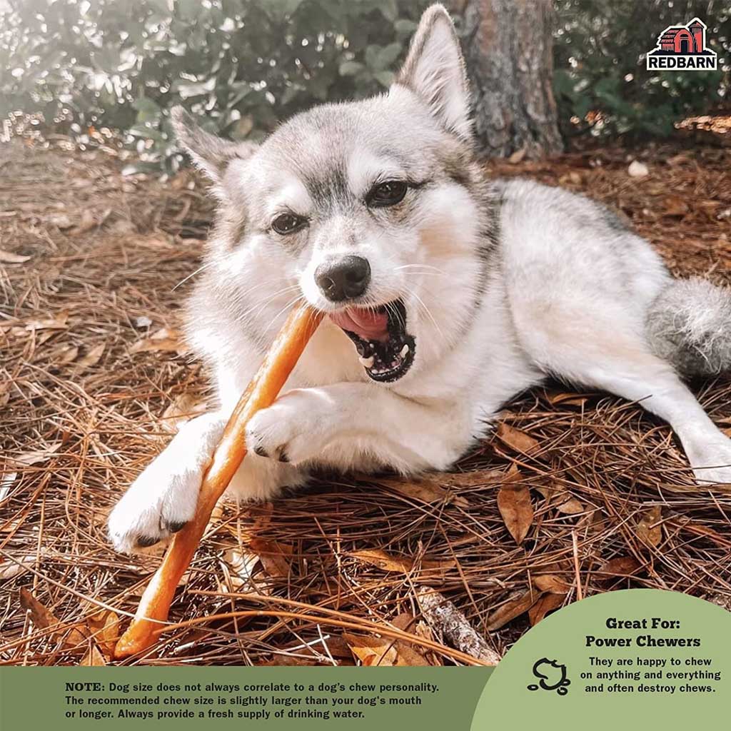 Dog chewing on 30" Collagen Stick