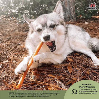 Dog chewing on 30" Collagen Stick