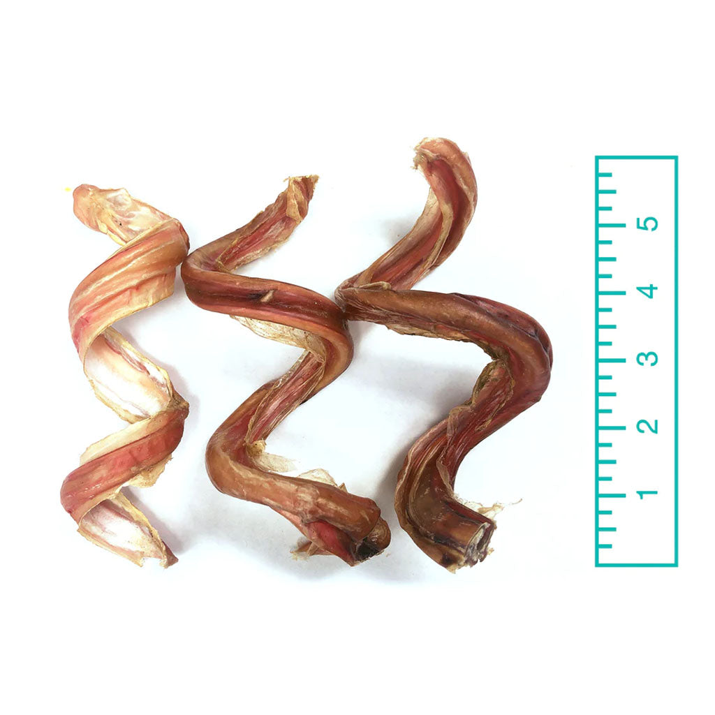 5" Curly Bully Sticks measured with a ruler 