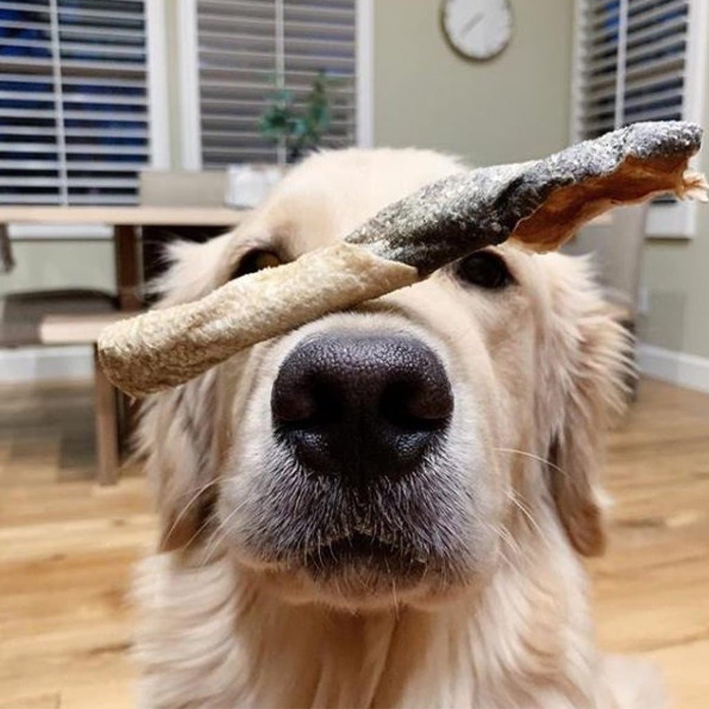 Freeze-dried Salmon Skin on dogs nose