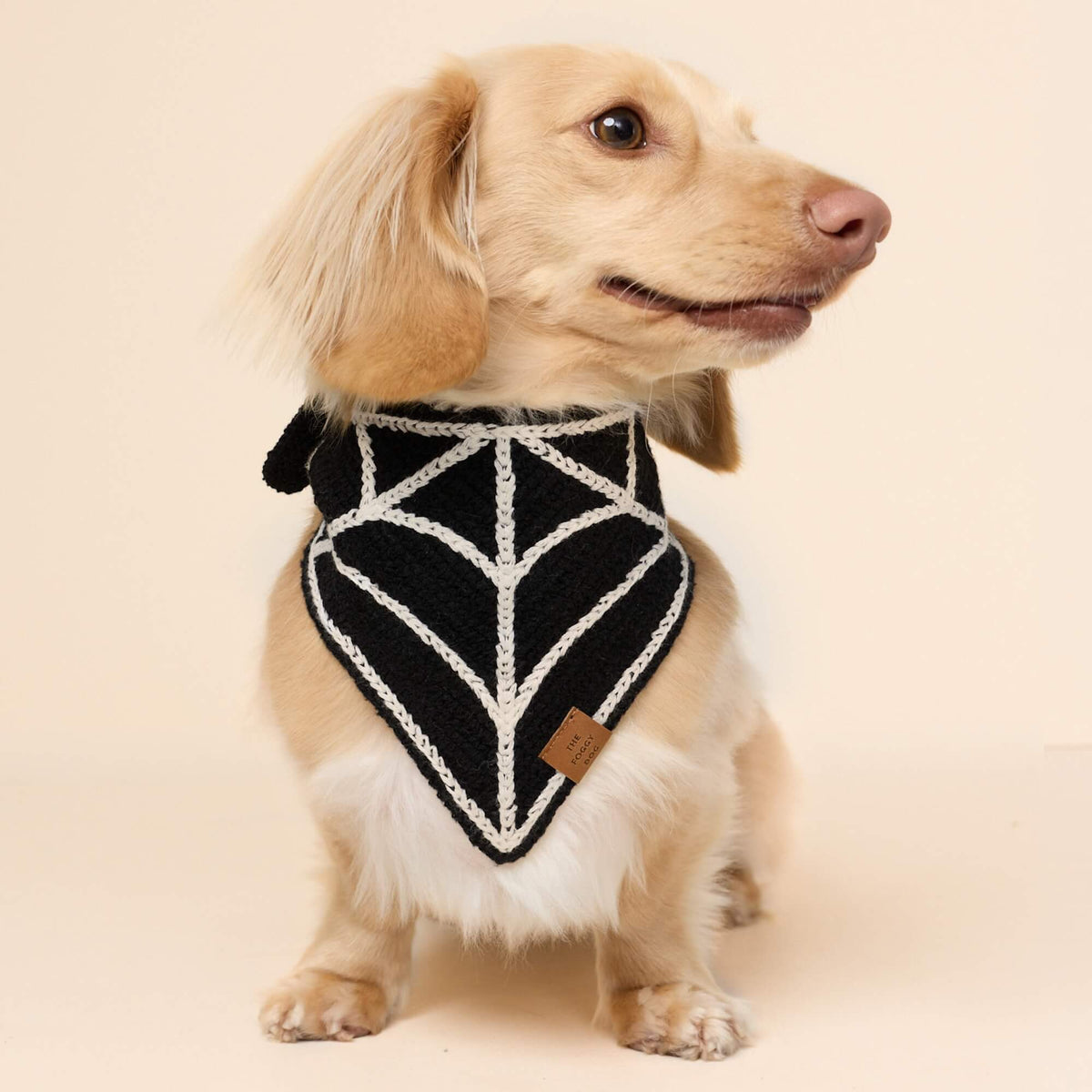 Cream-colored dog sitting against a beige background wearing The Foggy Dog black and white Spiderweb Crochet bandana