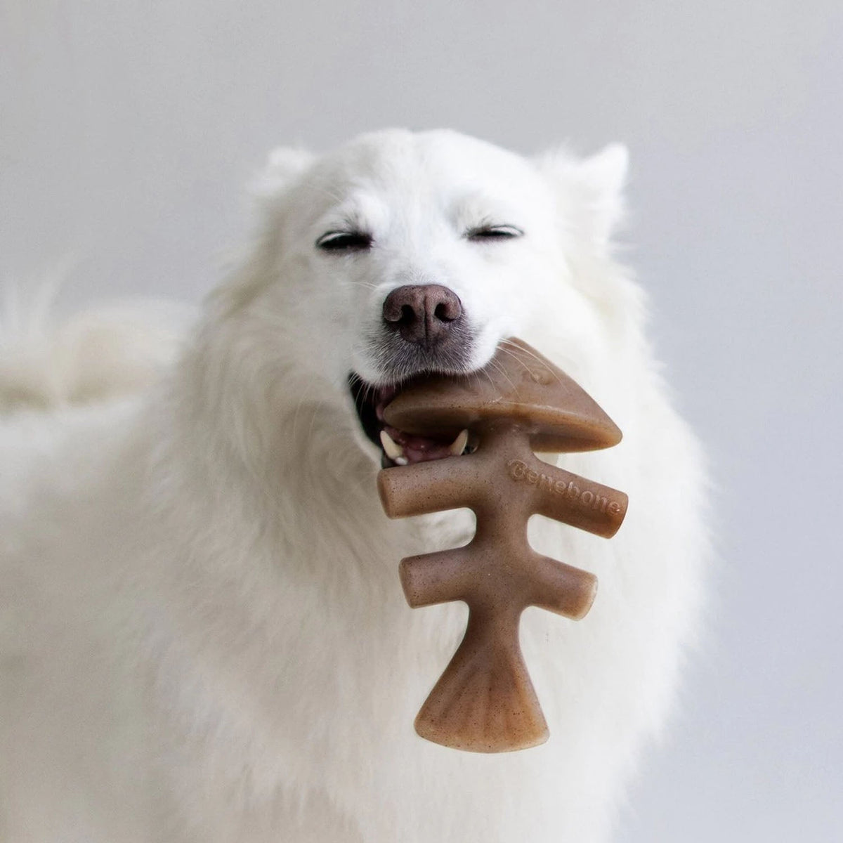 Dog chewing on Benebone Fishbone Salmon Flavor.