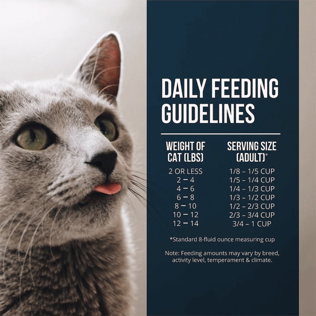 Gray cat beside Fussie Cat Market Fresh daily feeding guidelines showing adult serving sizes by body weight