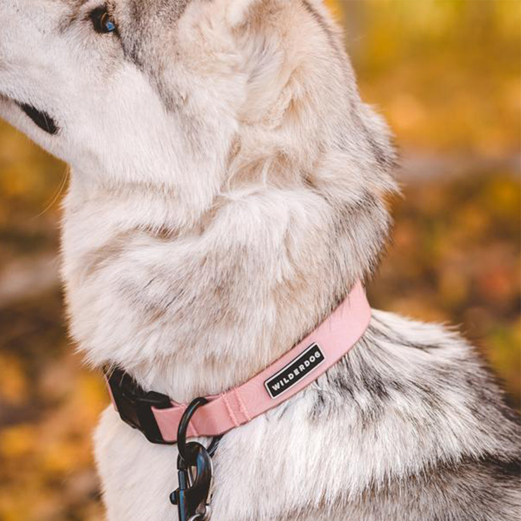Dog wearing Guava Waterproof Collar 