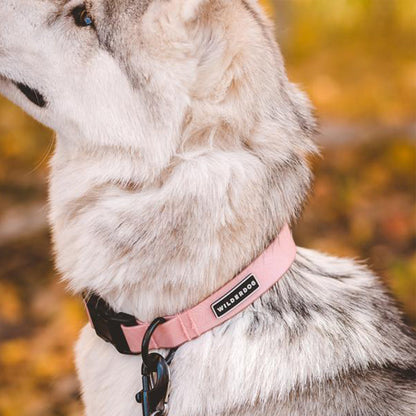 Dog wearing Guava Waterproof Collar 