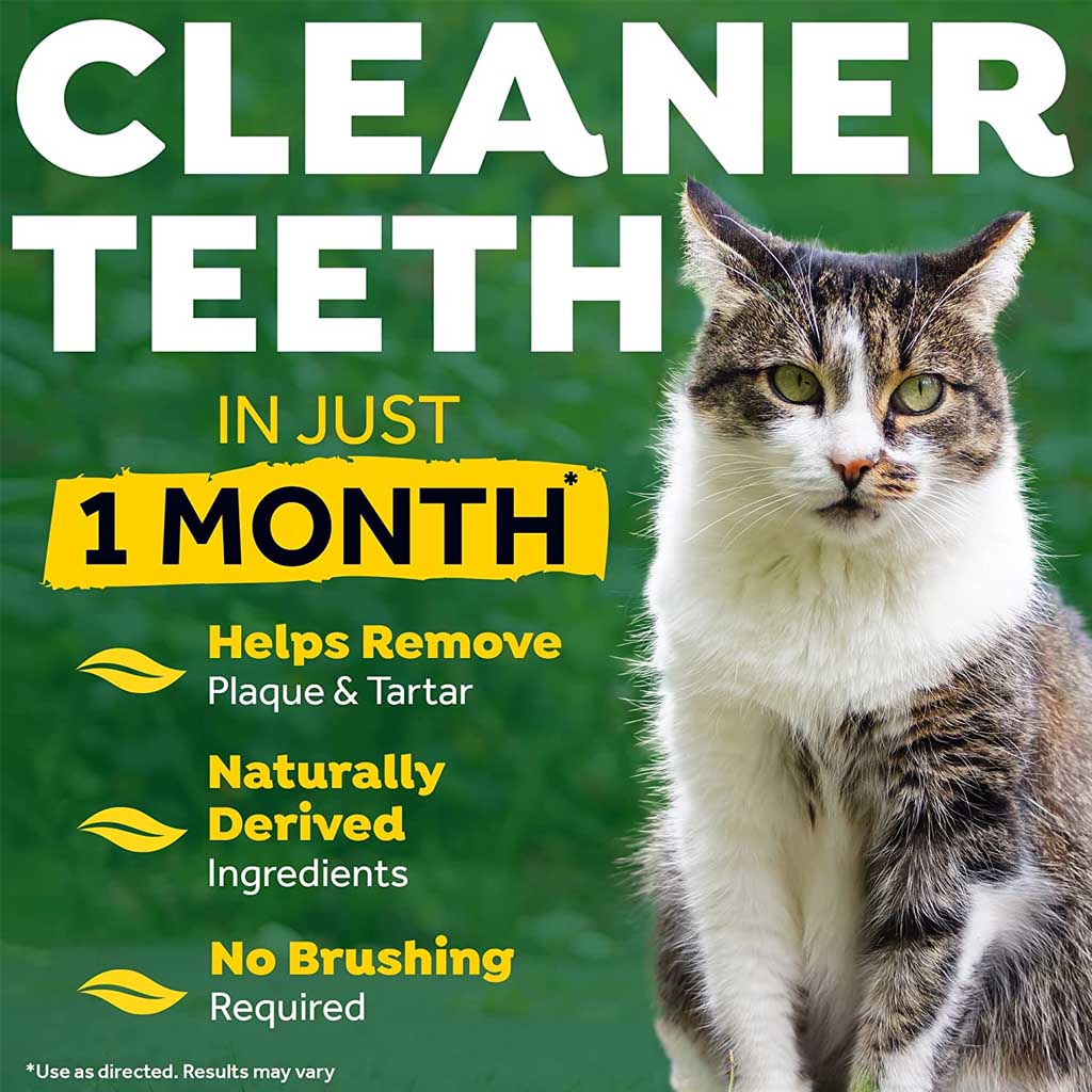 No Brushing Gel for Cats cleaner teeth in one month. 