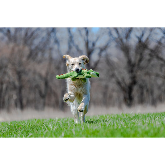 Dog playing with Georgia Gator Plush Toy