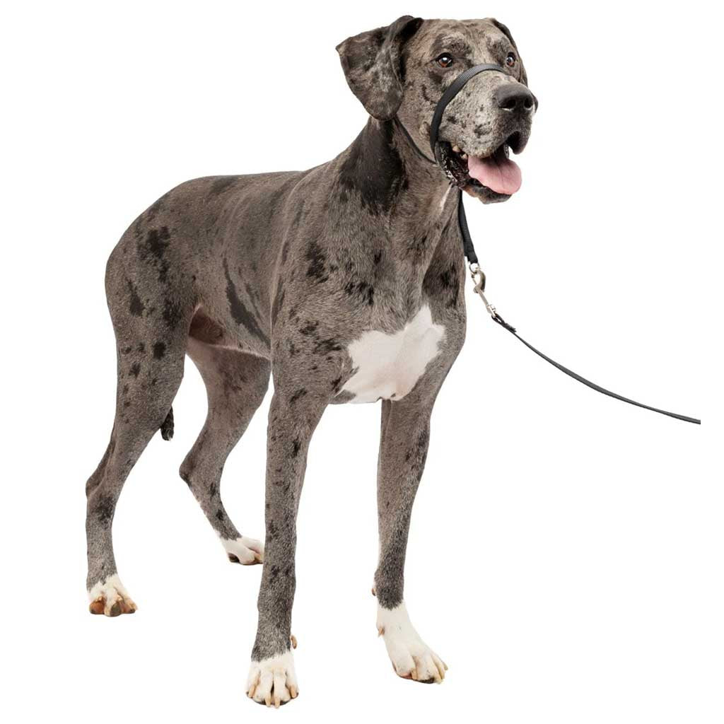 Giant dog wearing Gentle Leader Headcollar