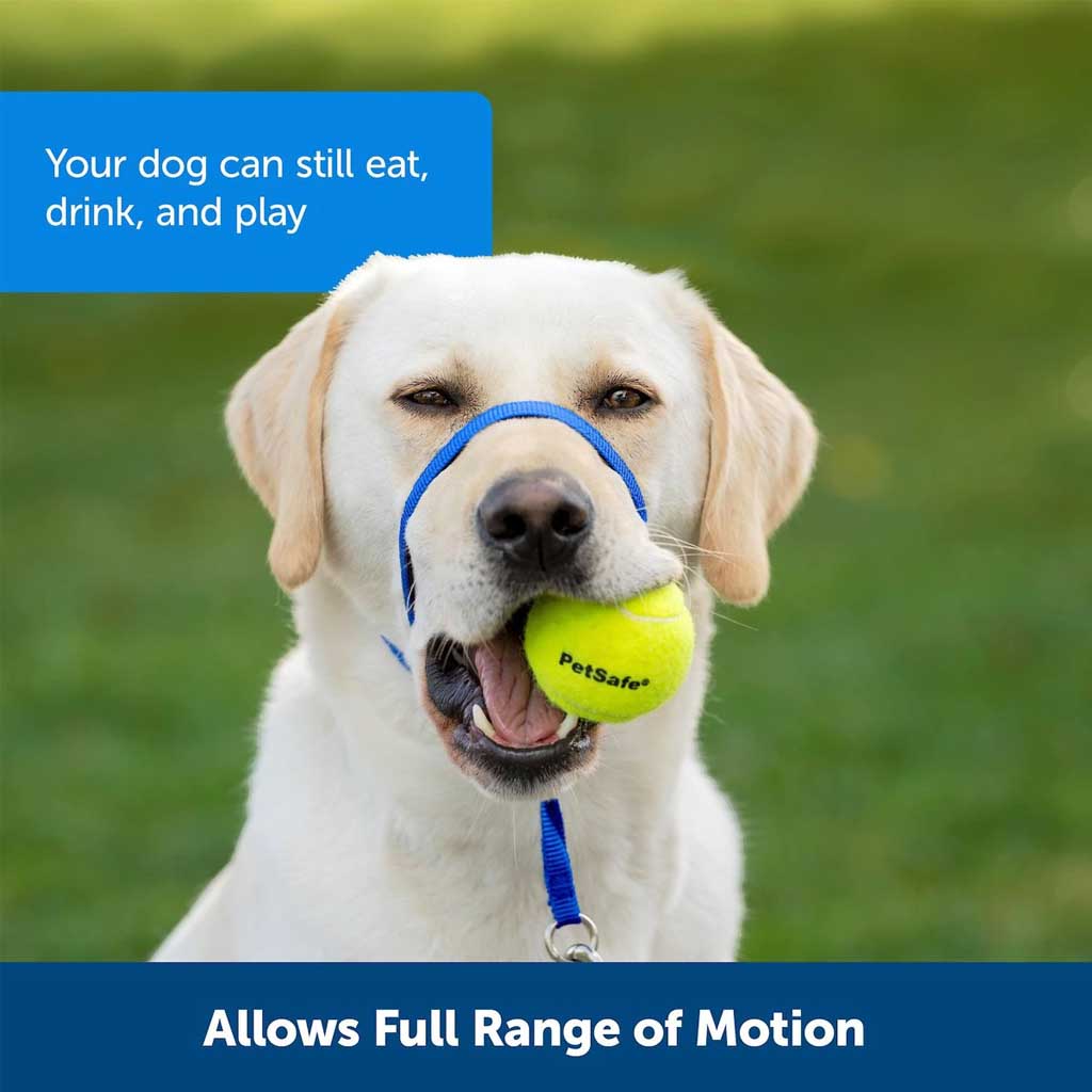 Dog wearing Gentle Leader Headcollar