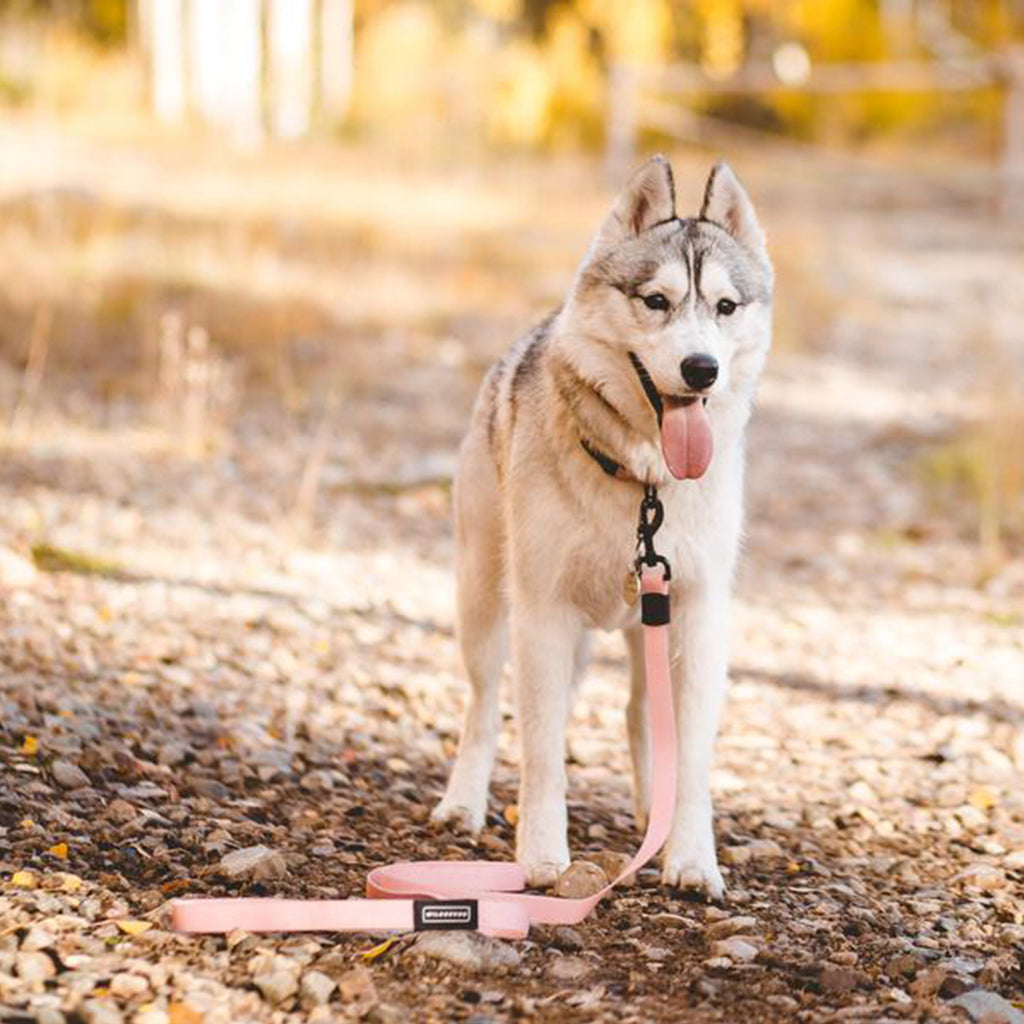 Dog using Guava Waterproof Leash