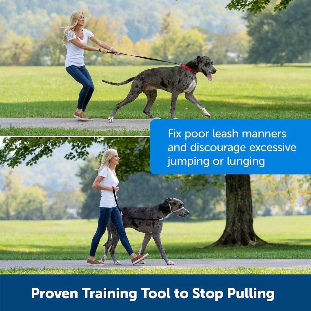Gentle Leader Headcollar used by dog.