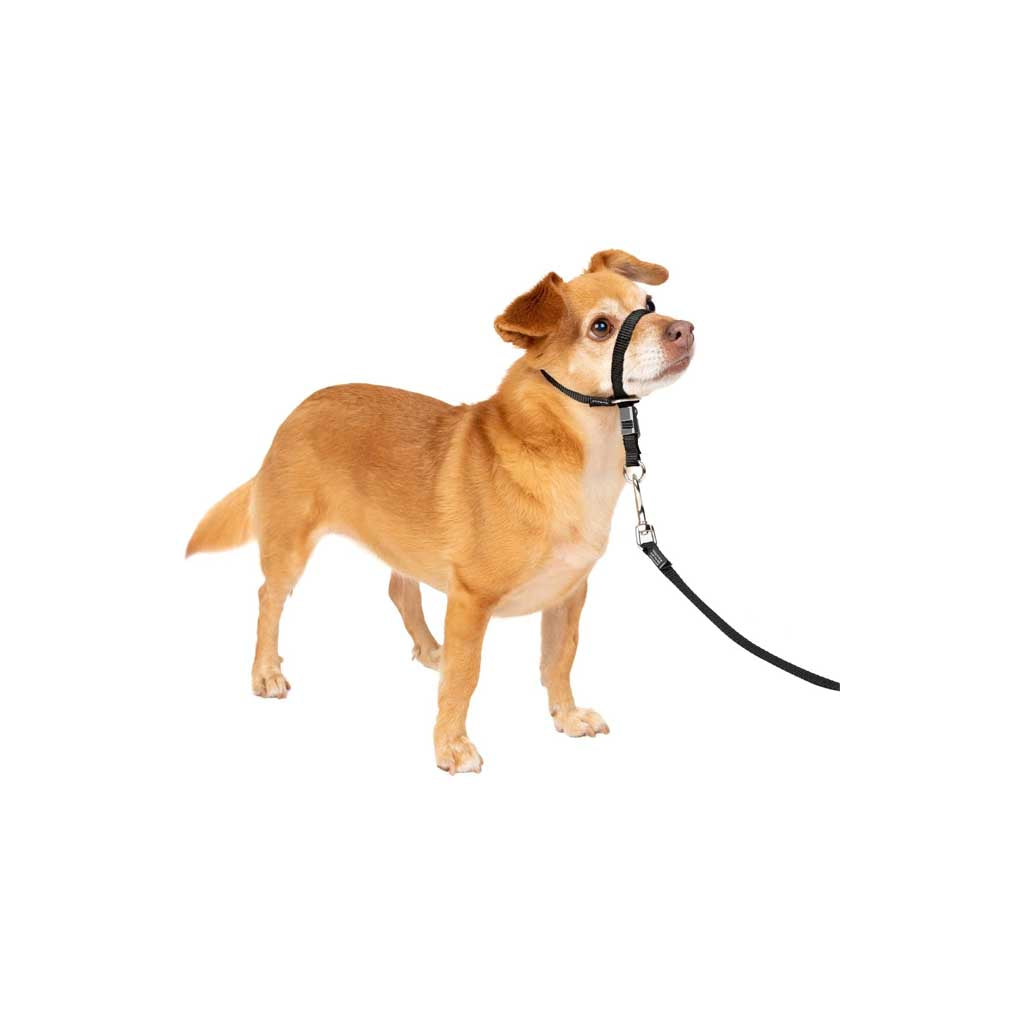 Small dog using Gentle Leader Headcollar