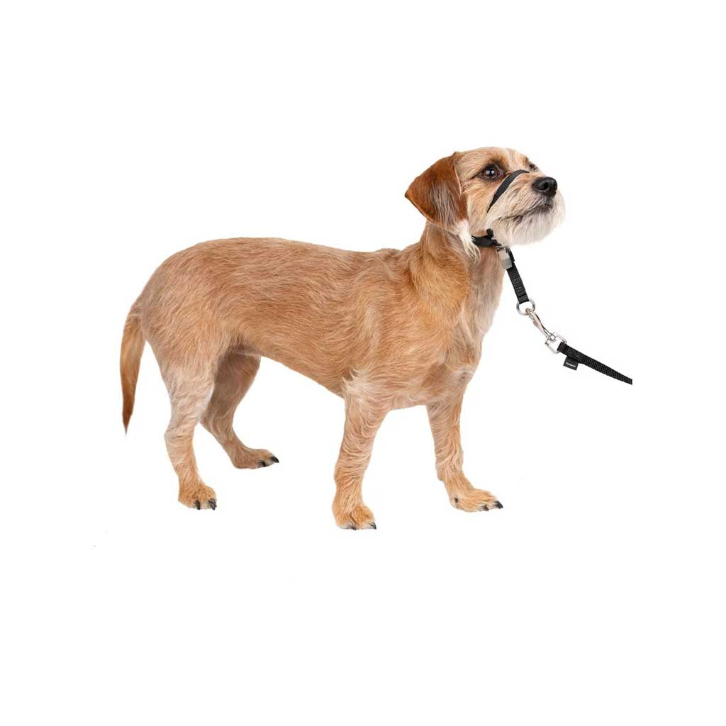 Small dog wearing Gentle Leader Headcollar