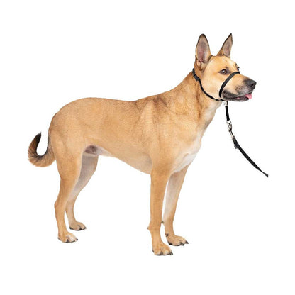 Medium sized dog wearing Gentle Leader Headcollar