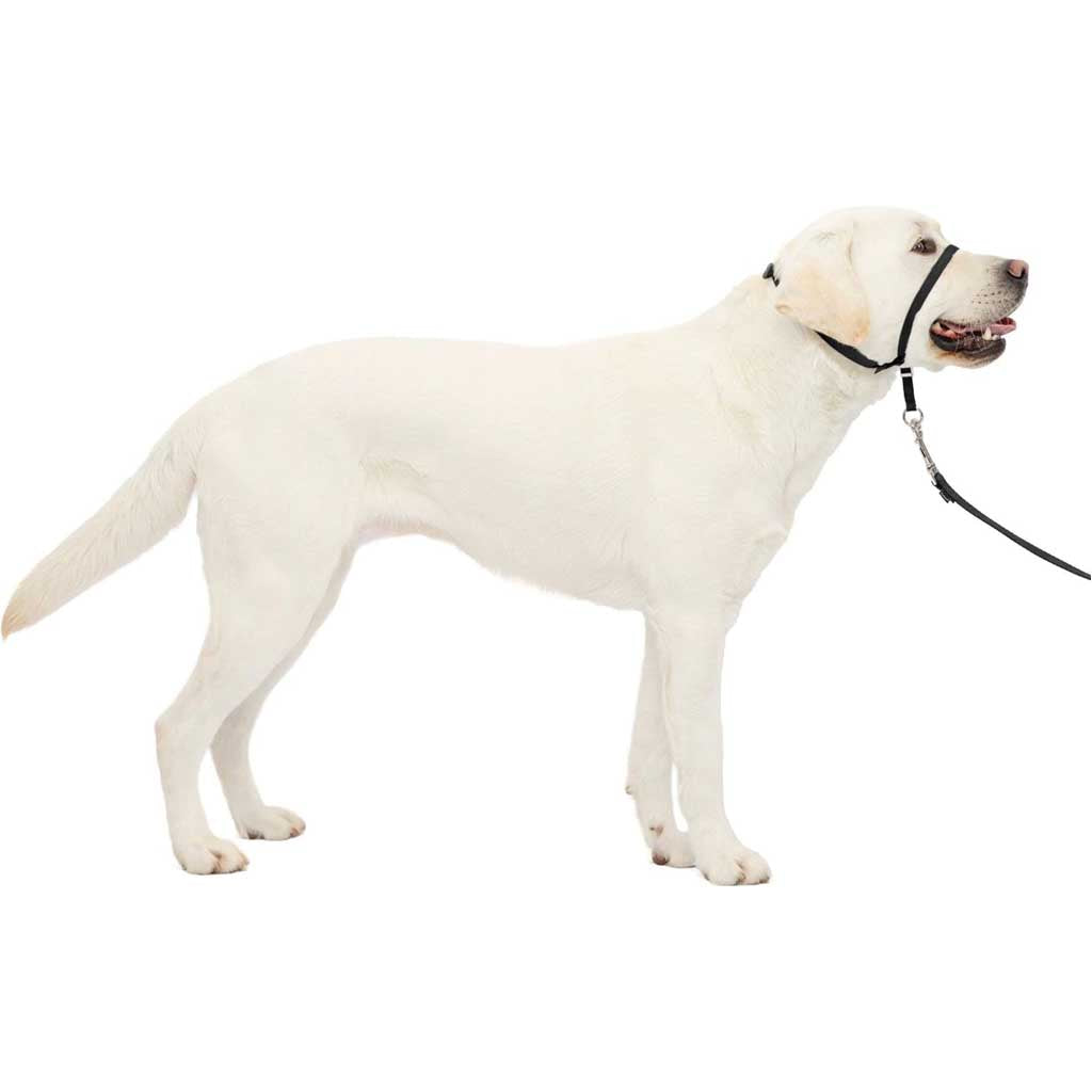 Large dog using Gentle Leader Headcollar