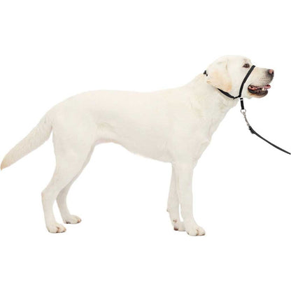 Large dog using Gentle Leader Headcollar
