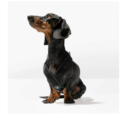 Black and tan Dachshund wearing a black Gooby Comfort X Step In Lite mesh harness