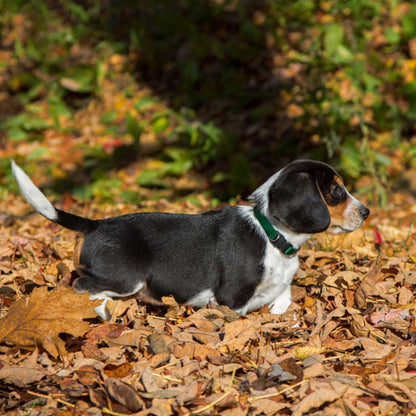 Green Collar on a dog.