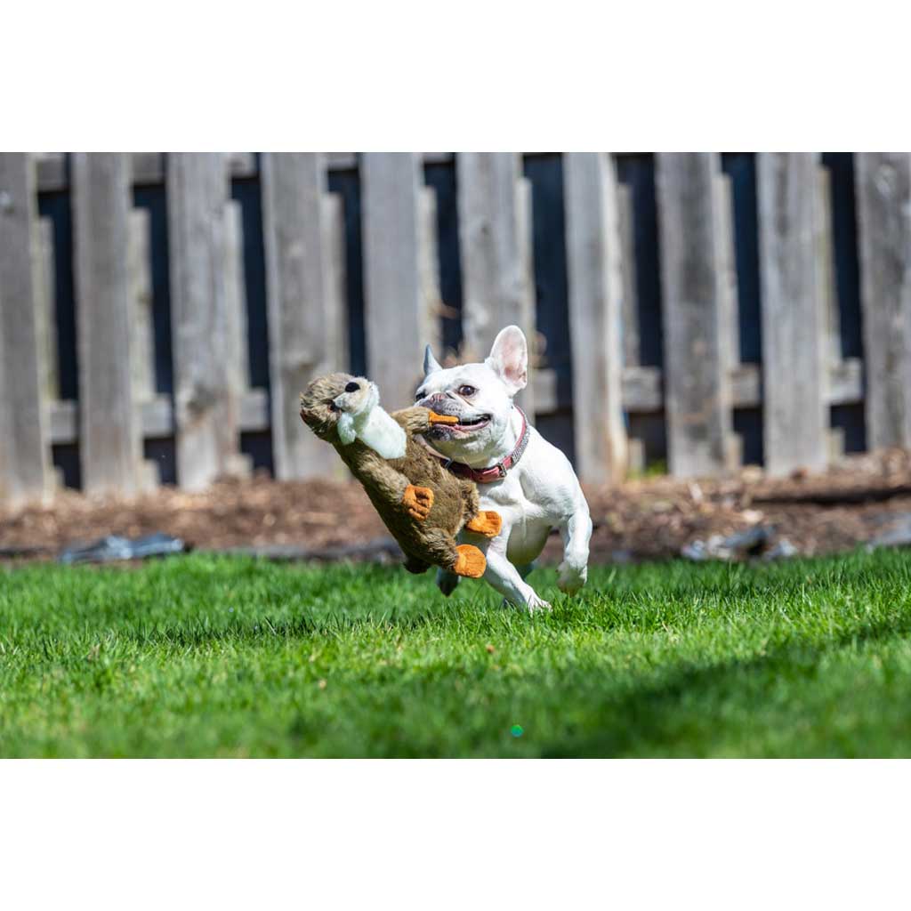 Dog playing with Harry the Otter Plush Toy