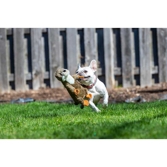 Dog playing with Harry the Otter Plush Toy