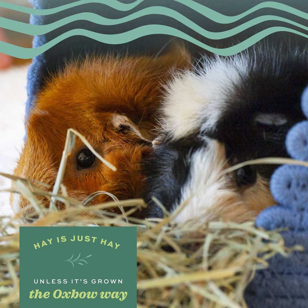 Guinea pigs laying on Orchard Grass Hay