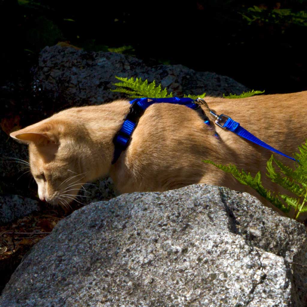 Green Cat H-Harness on cat.