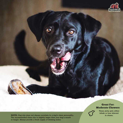 Dog chewing on Cow Hoof Chew 