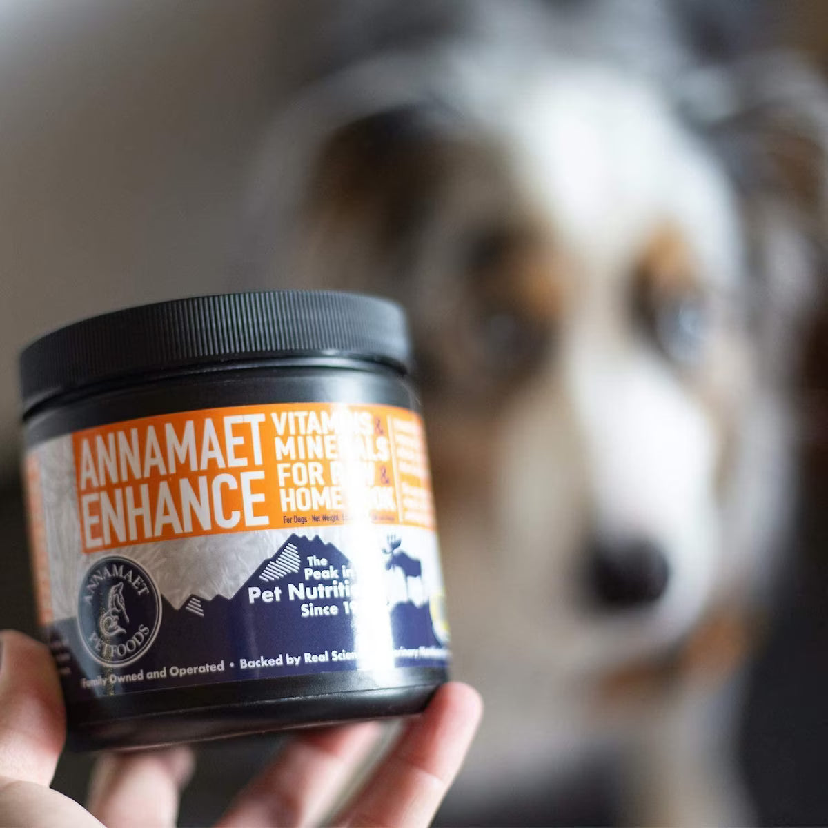 Dog staring at Annamaet Enhance Raw & Home Cook Meal Dog Vitamin & Mineral Supplement 8.5oz