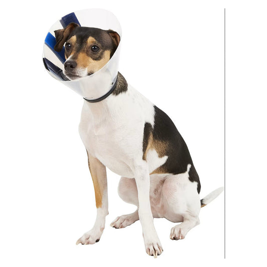 Small tricolor dog sitting while wearing a transparent KONG EZ Clear recovery cone.