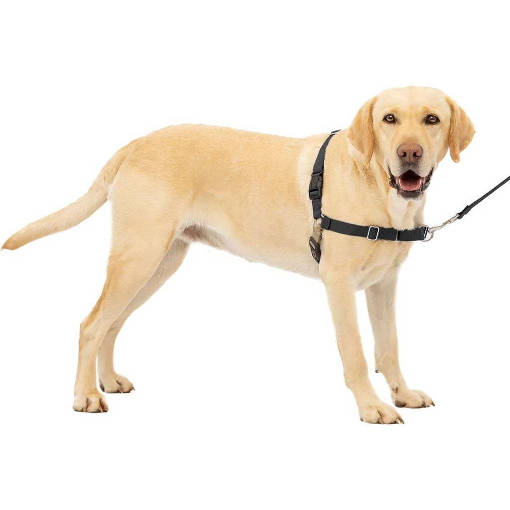 Dog wearing Easy Walk Harness