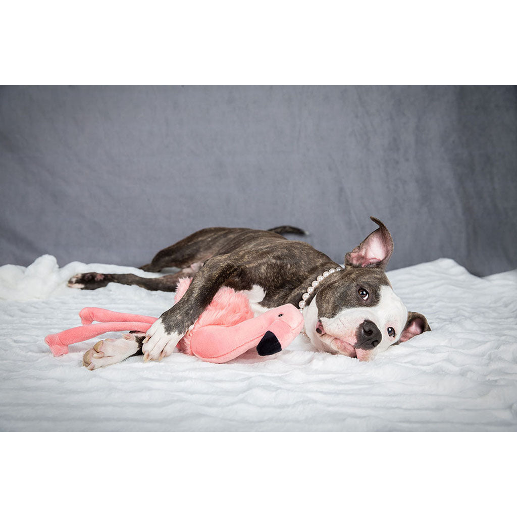Dog laying with Lola Flamingo Plush Toy