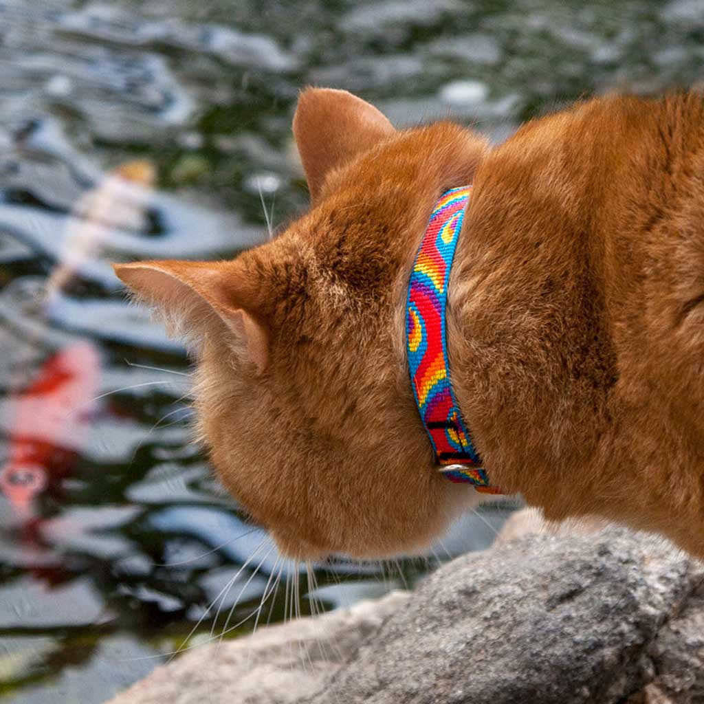 Lollipop Breakaway Collar on cat