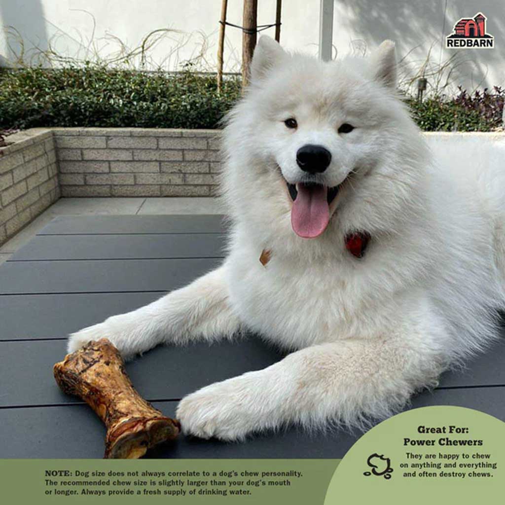 Dog with 3" Beef Meaty Bone